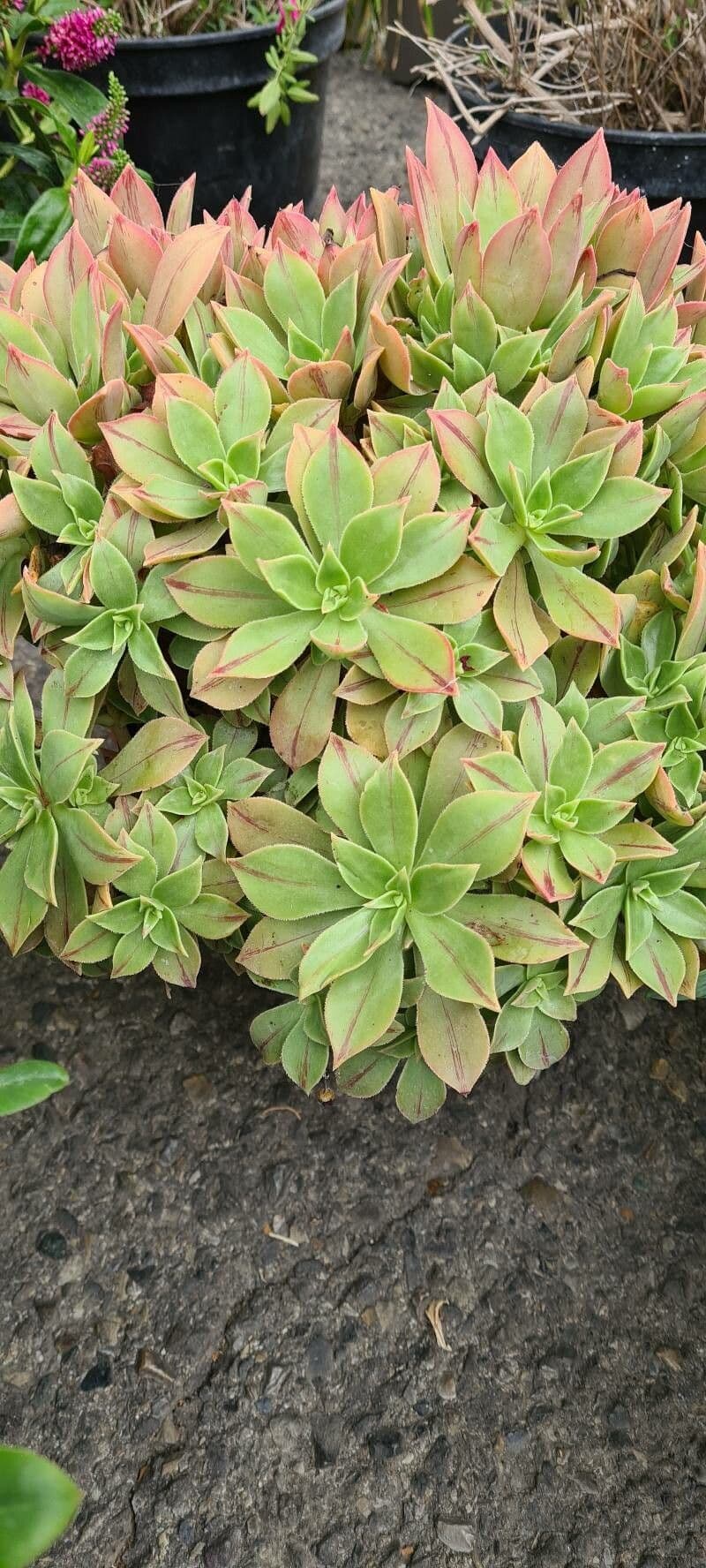 Aeonium 3