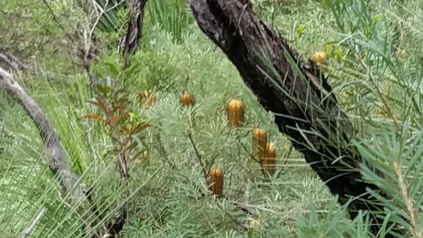 Banksia espigada 7