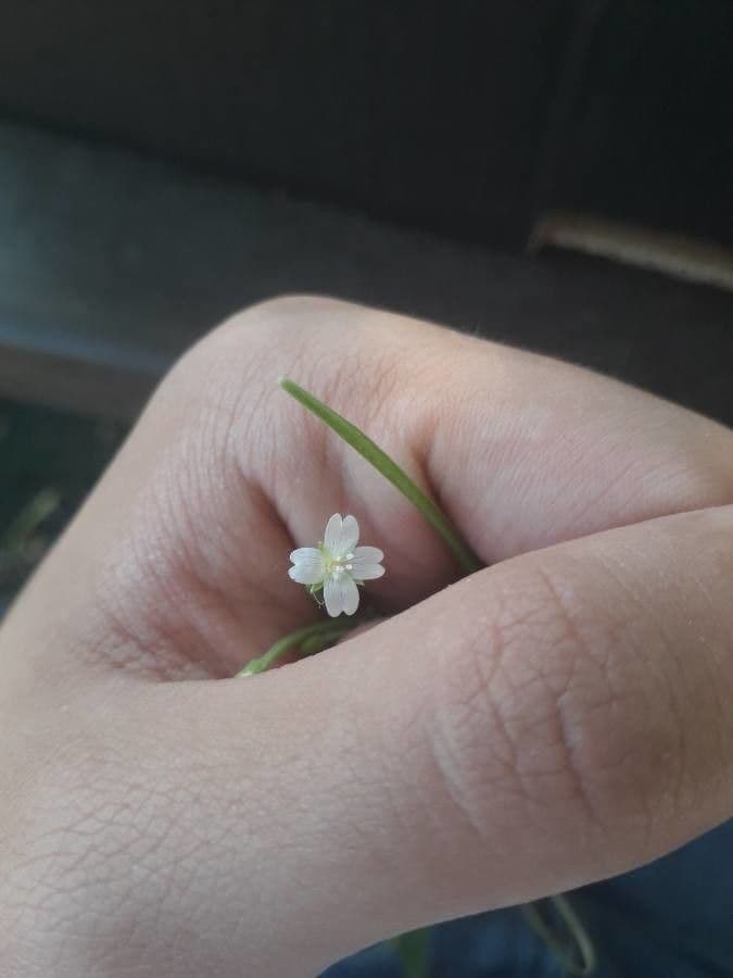 Epilobium lanceolatum 6