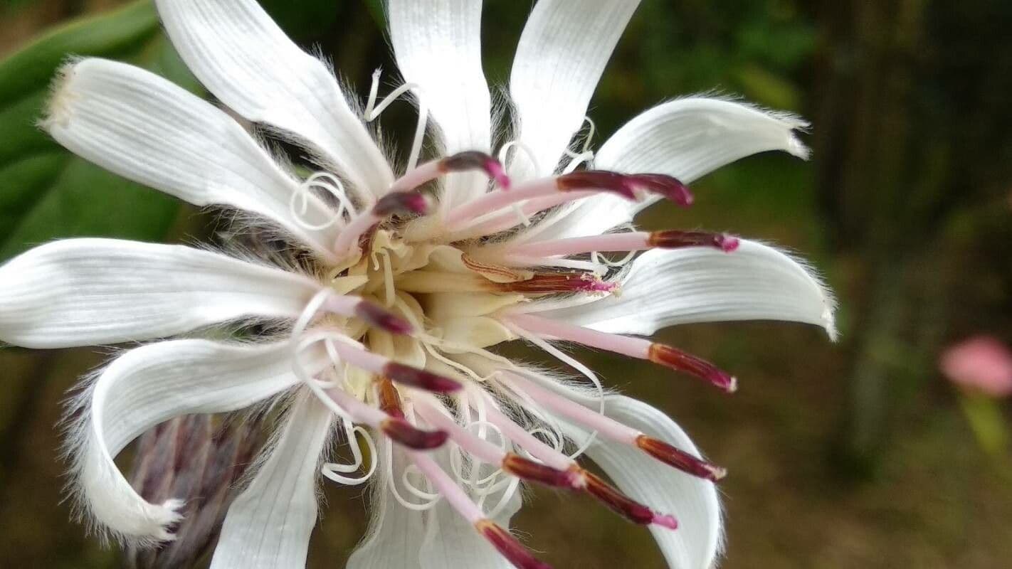 Barnadesia spinosa 2