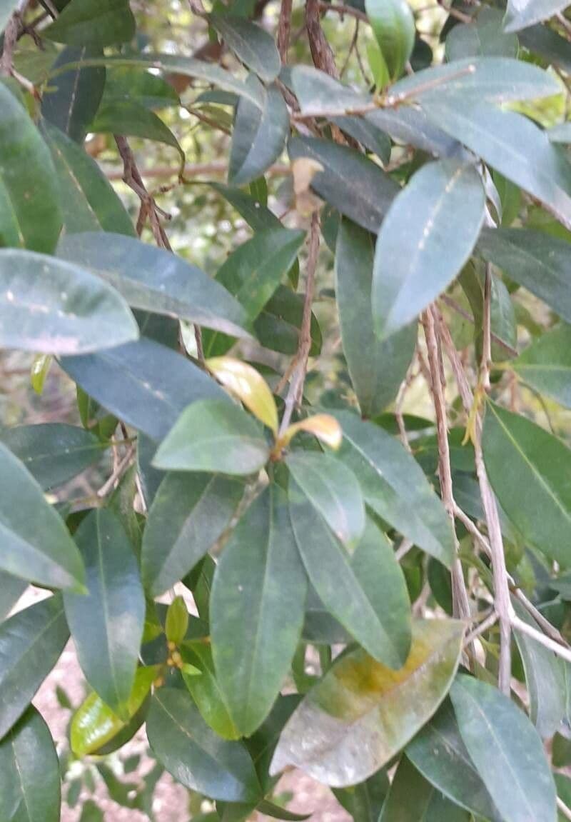 Syzygium 15