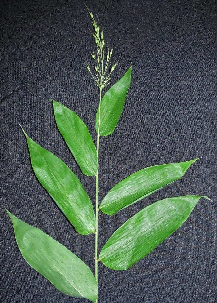 Olyra latifolia 18