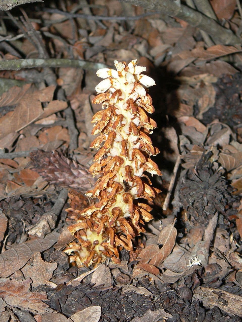 Parchliniec alpejski 10