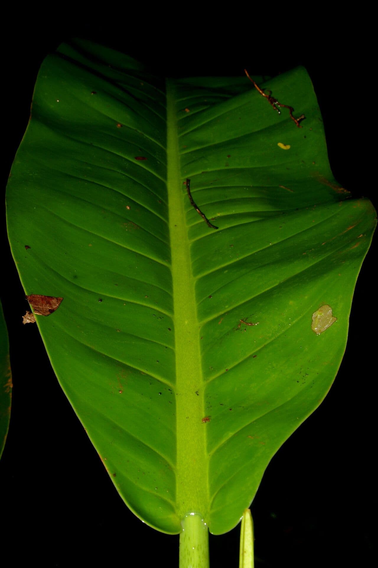 Philodendron 2