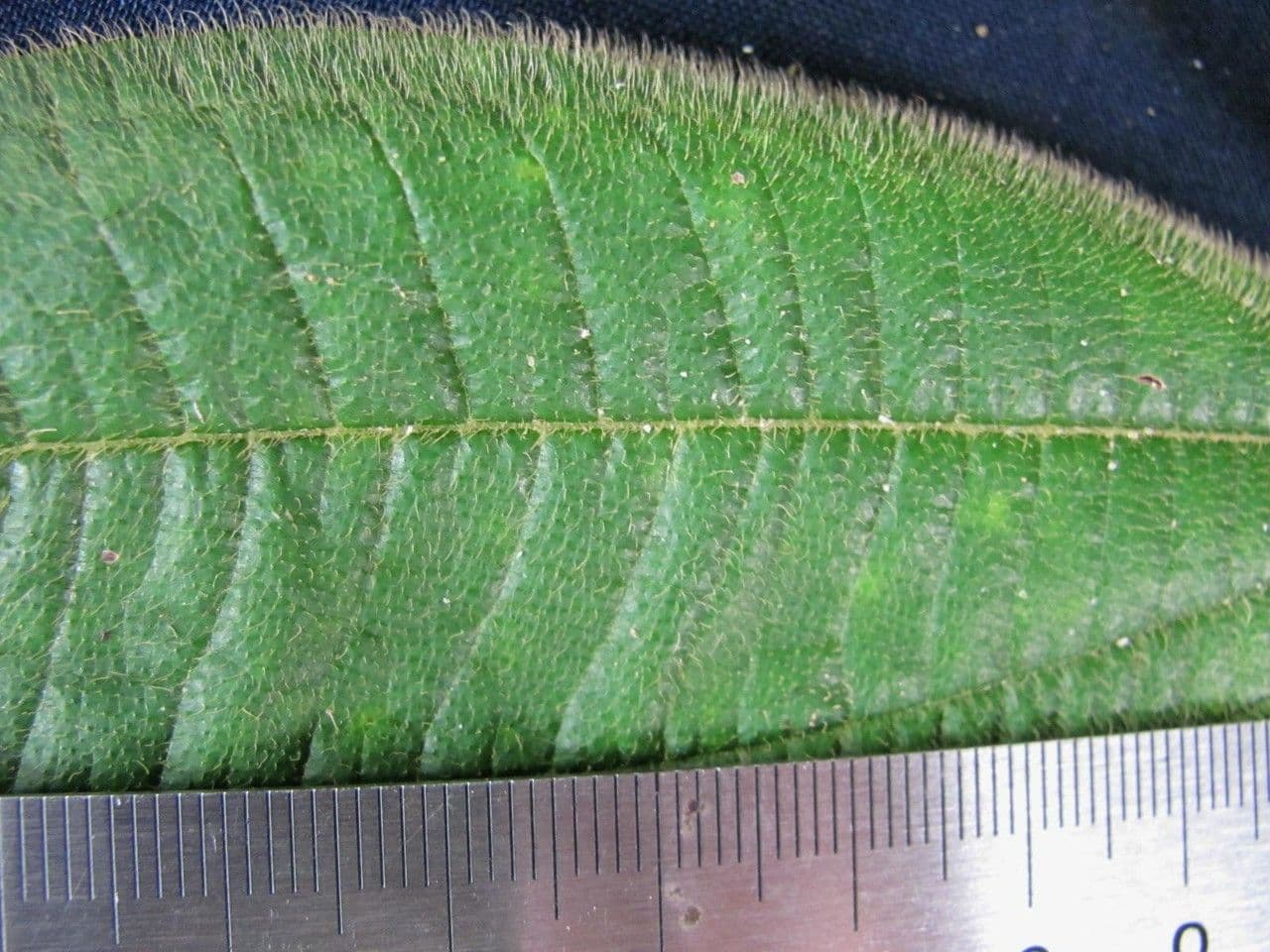 Miconia 20