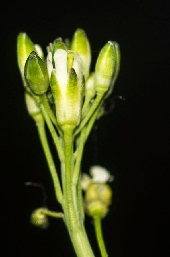 Arabetta liscia 3