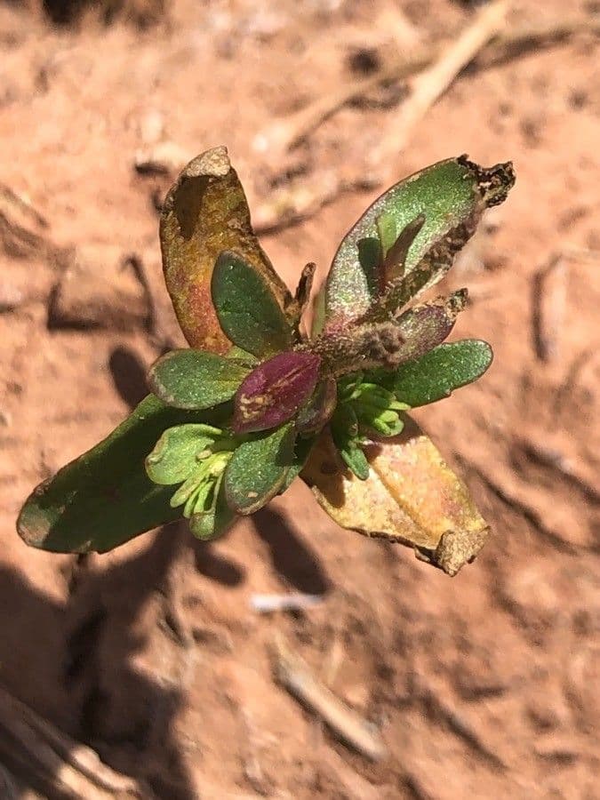 Veronica forestiera