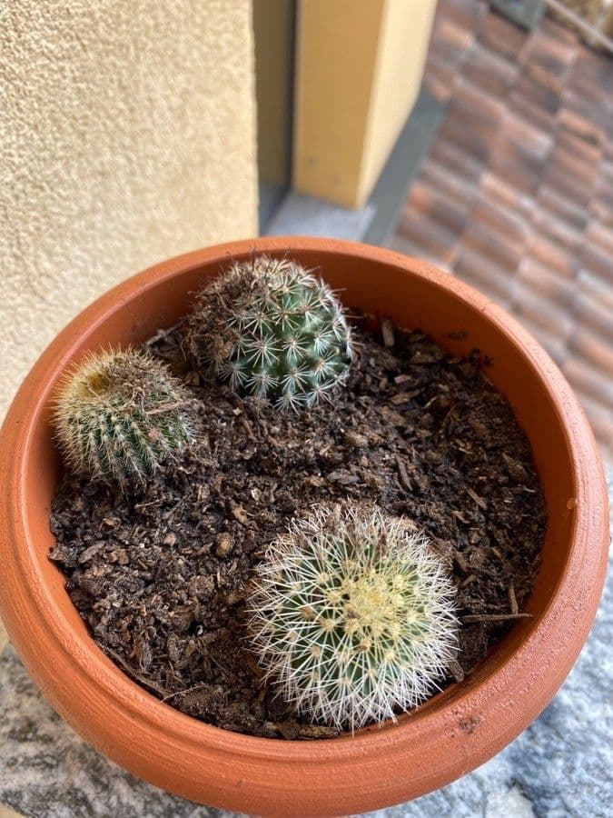 Mammillaria 3