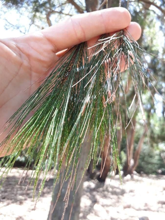 Alokazuarina torulosa 8