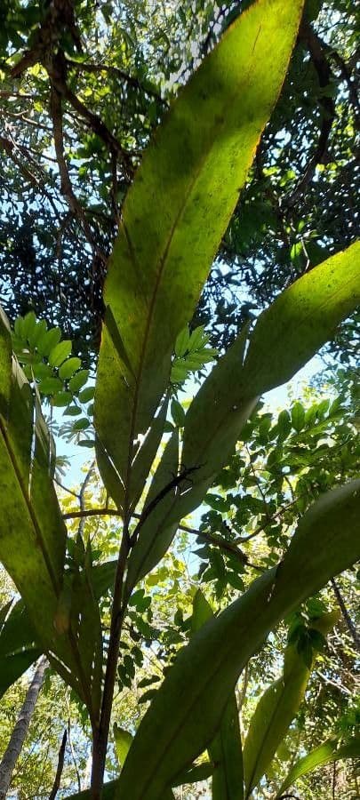 Hedychium coronarium 17