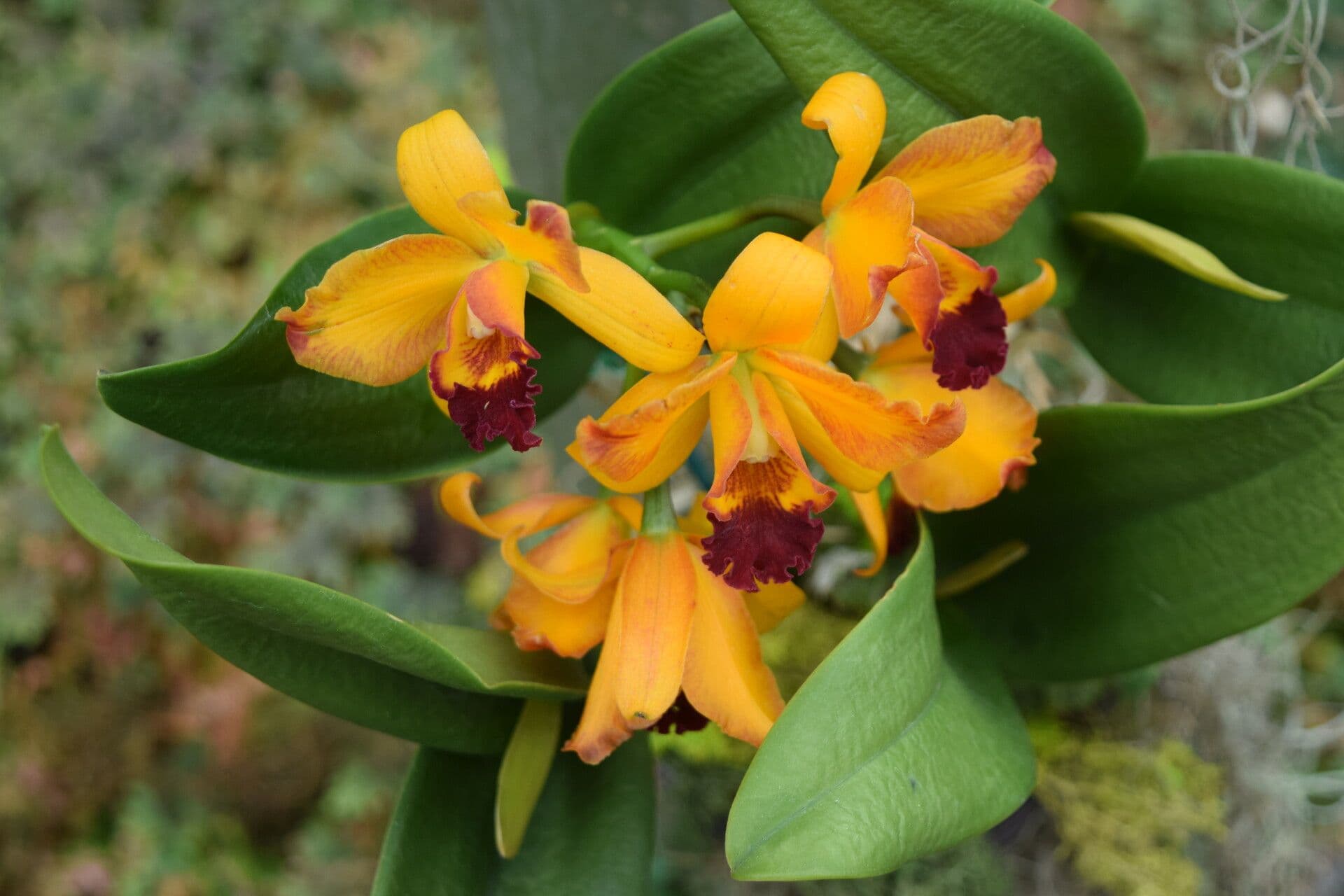 Cattleya Harrisona 4