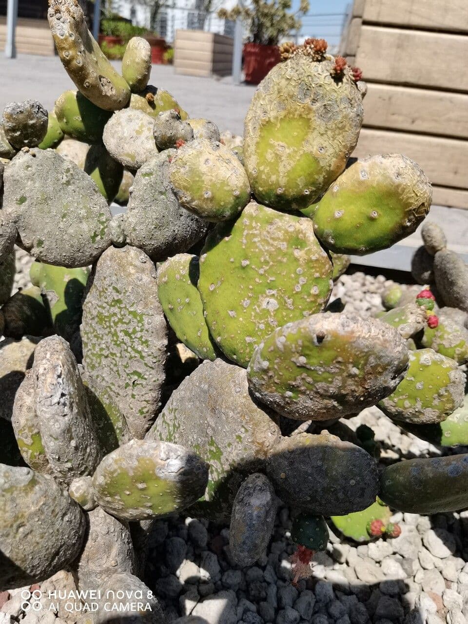 Tacinga 12