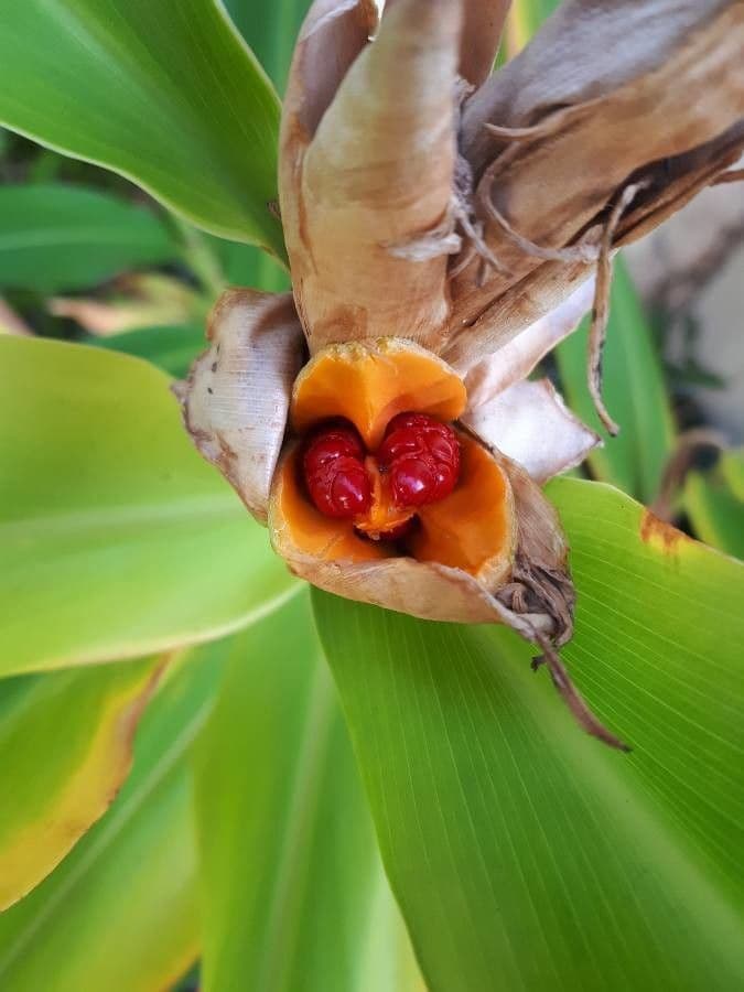 Hedychium coronarium 2