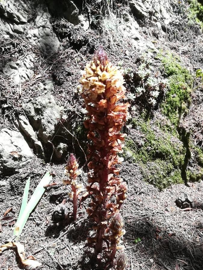 Parchliniec alpejski 11