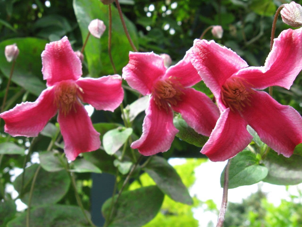 Clematis 8