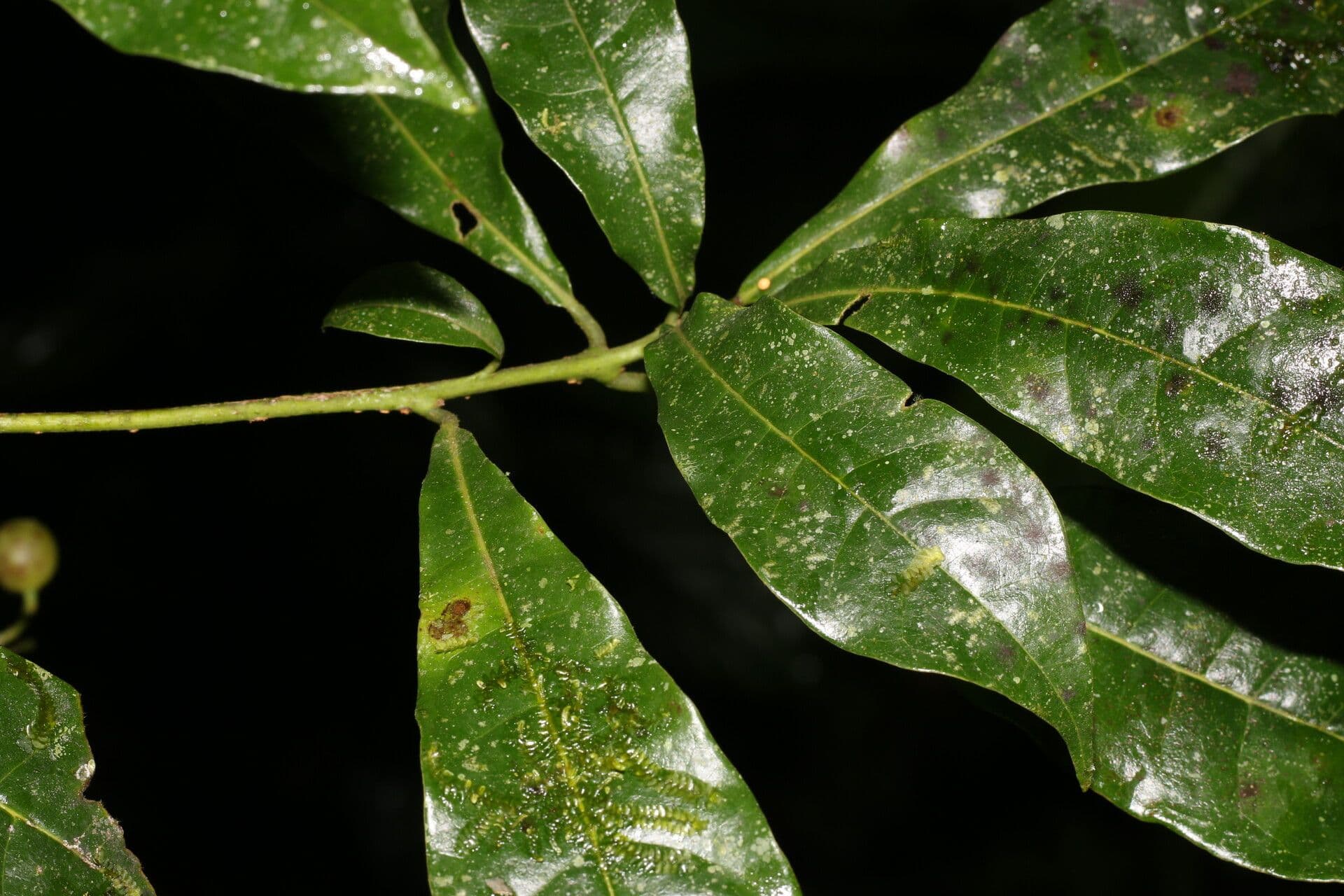 Meliosma 11