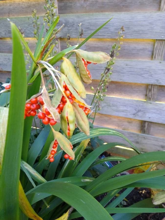 Iris fétide 4