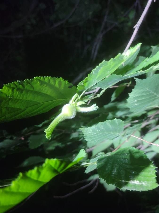 Nocciolo cornutato 3