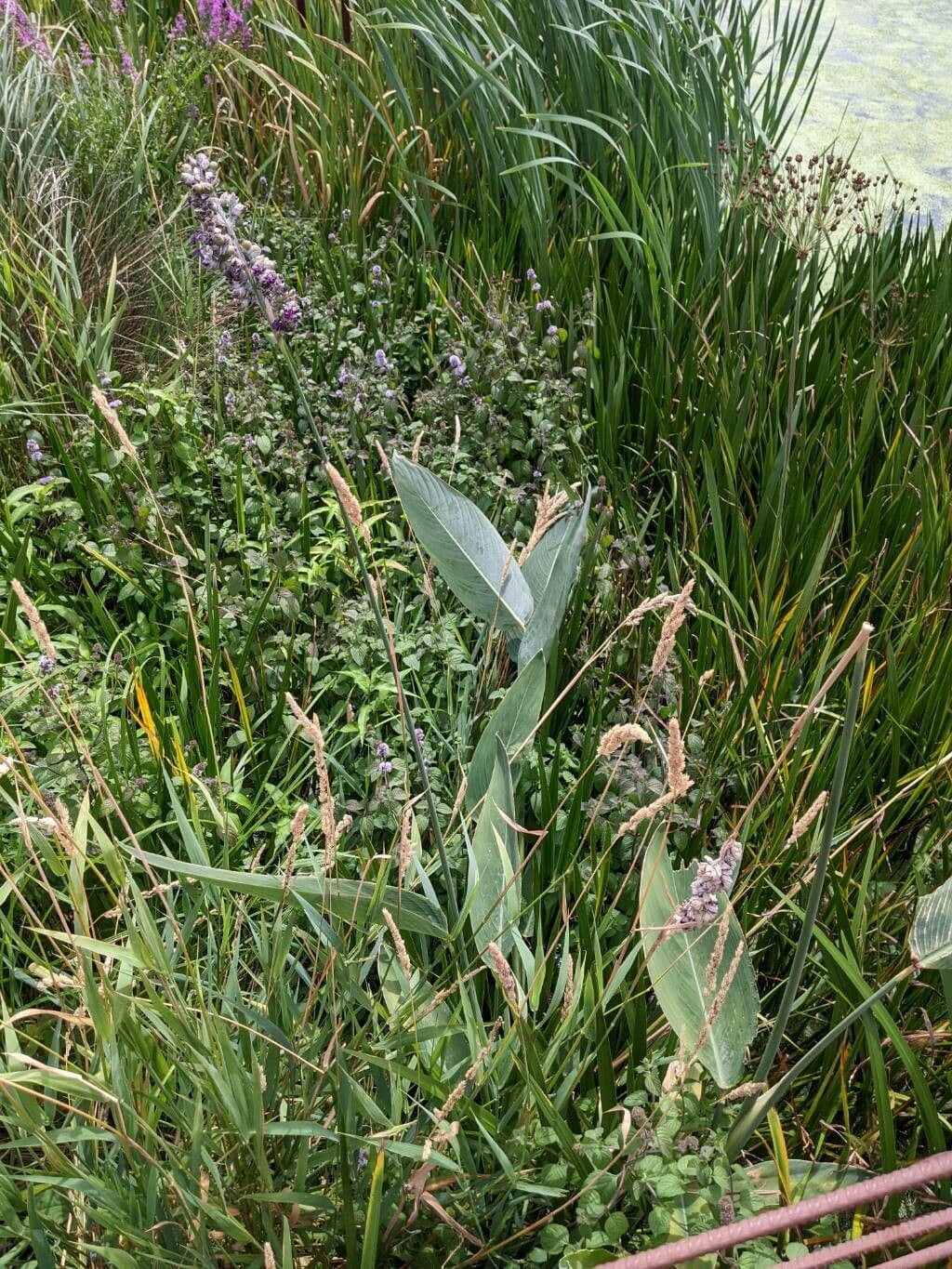 Thalia dealbata 11