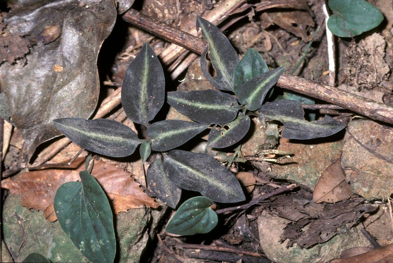 Goodyera procera 2