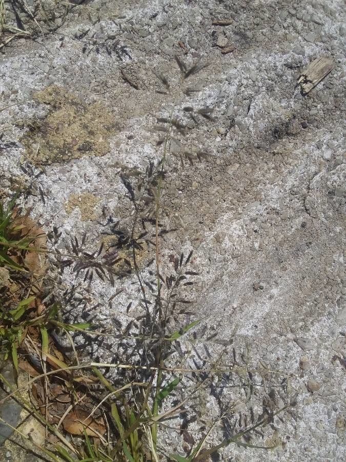 Fienarola minore 7