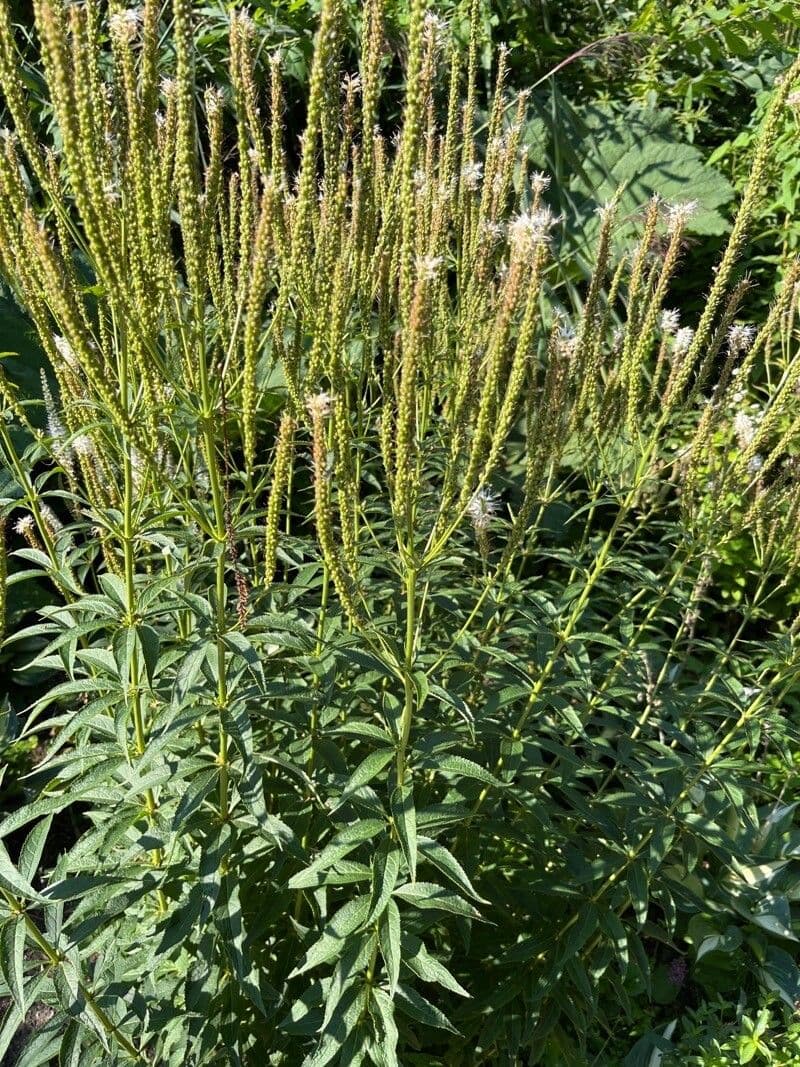 Veronica virginica 5