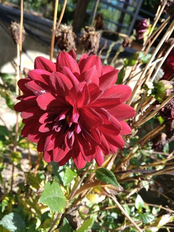 Dalia 4
