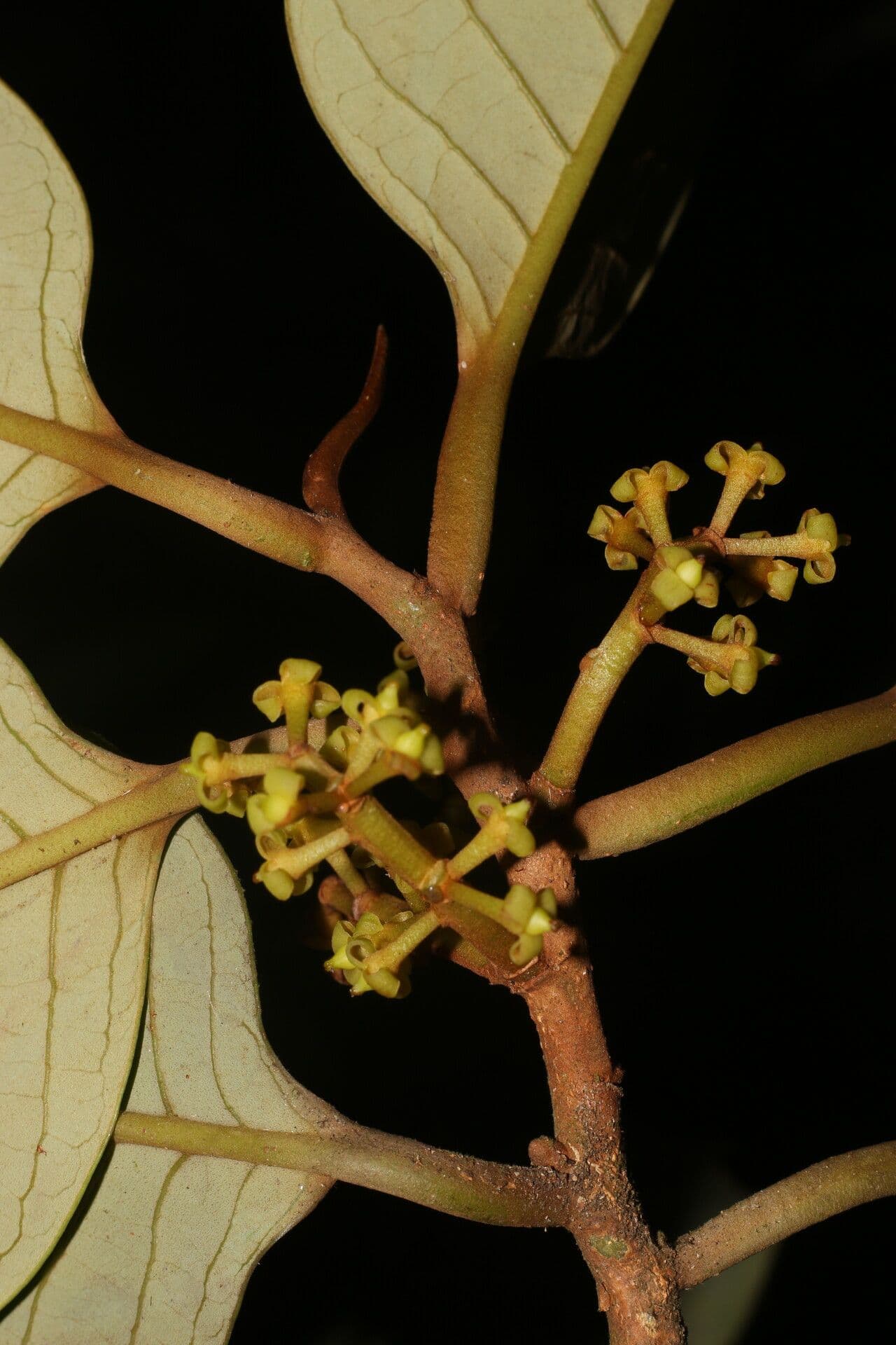 Otoba novogranatensis 16