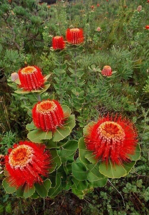 Banksia coccinea 2