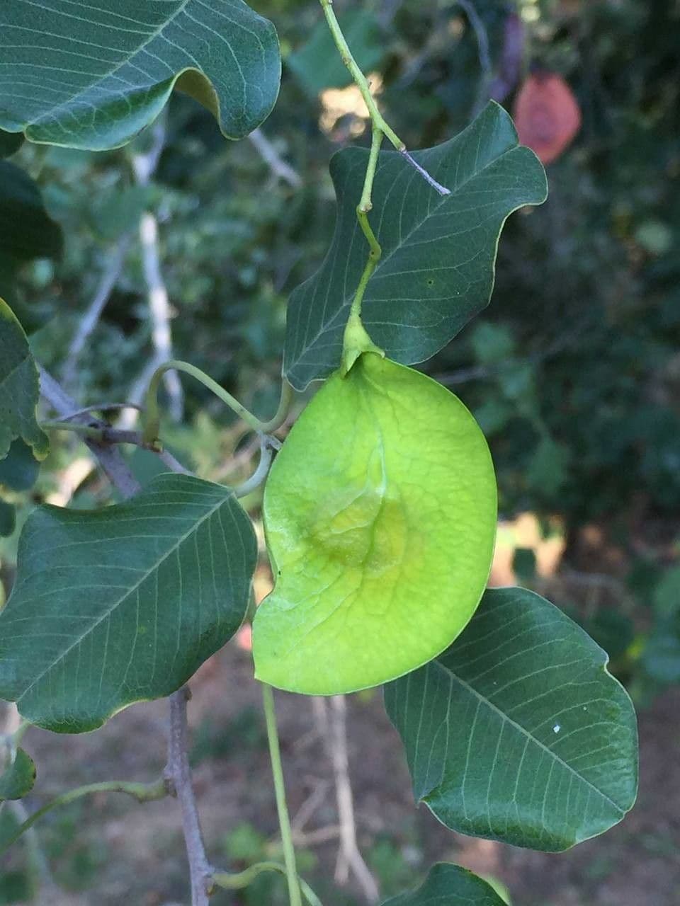 Hülsenbaum 2
