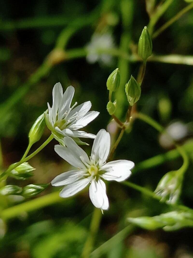 Estelaria 6