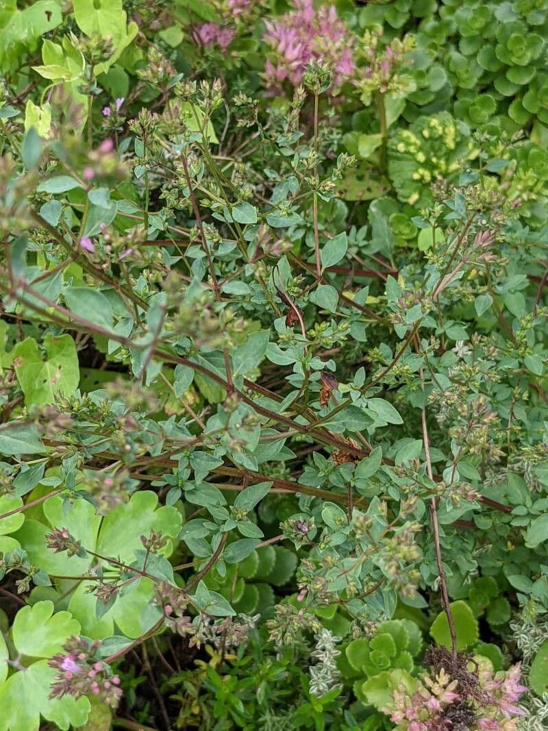 Oregano 4