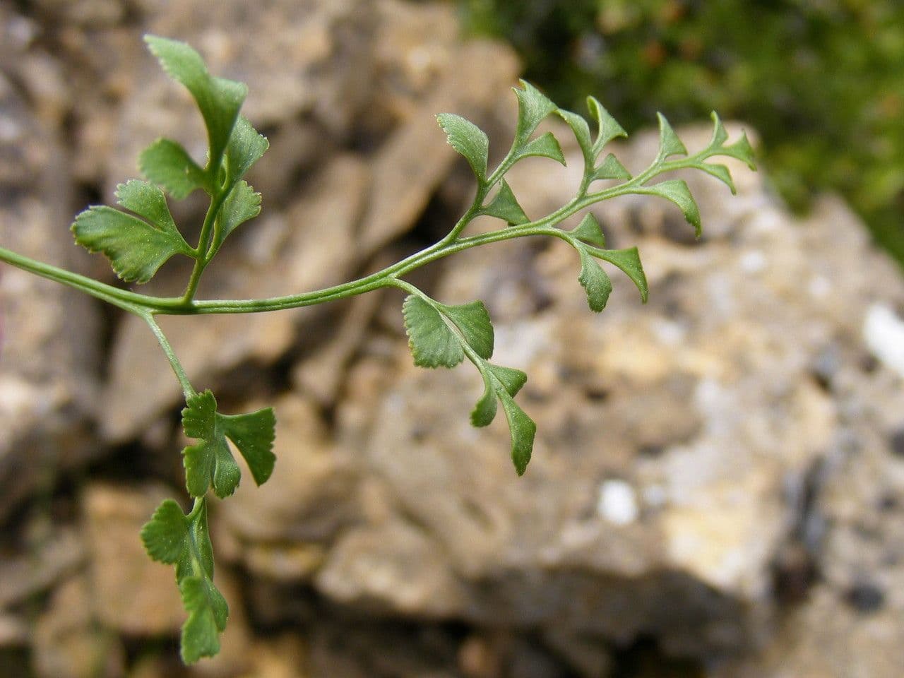 Mauerraute 28