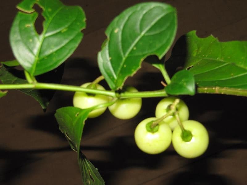 Solano a frutti bianchi 3
