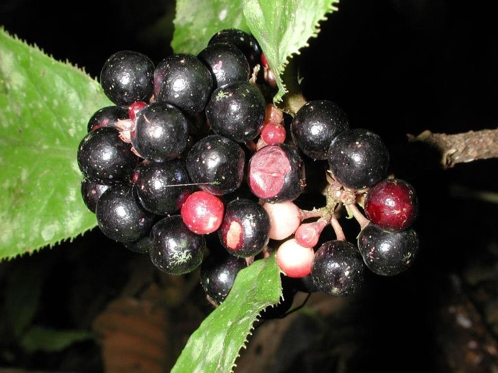 Ardisie 2