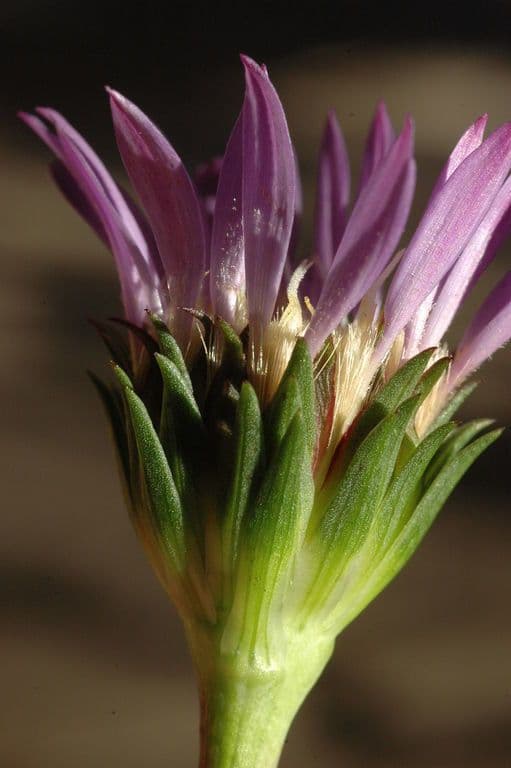 Oreostemma 3