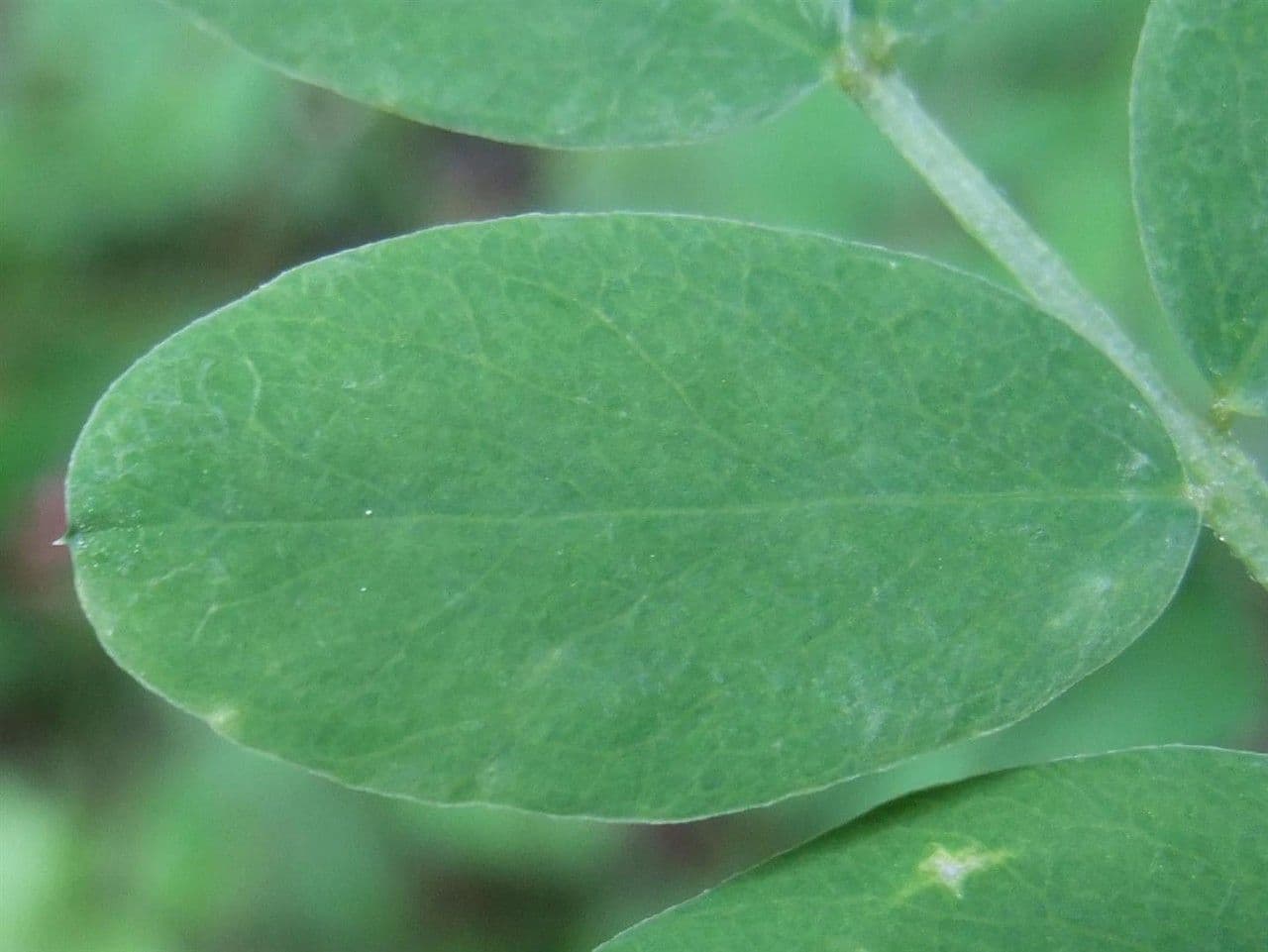 Cicerchia nera 16