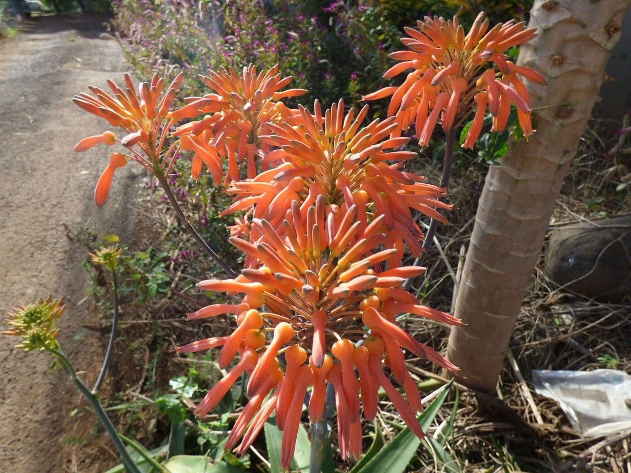 Aloe 3