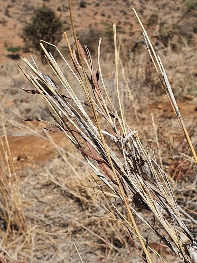 Hyparrhenia 10
