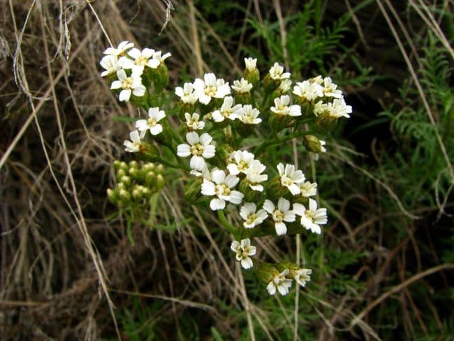 Chamomile-leaved Yarrow 4