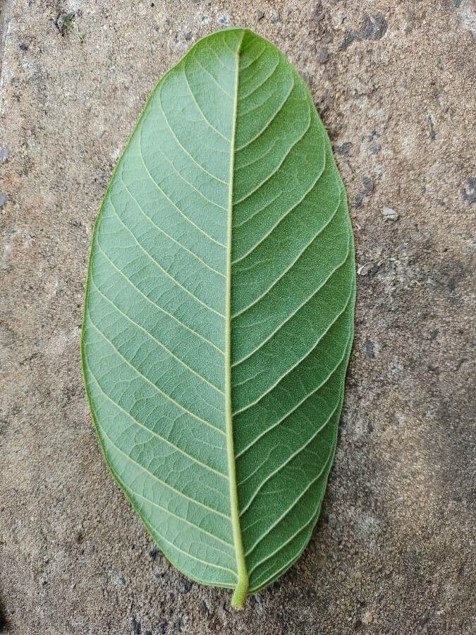 Centrolobium tomentosum 7