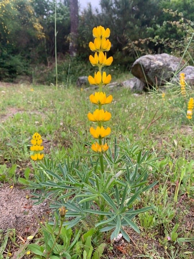 Gelbe Lupine 7