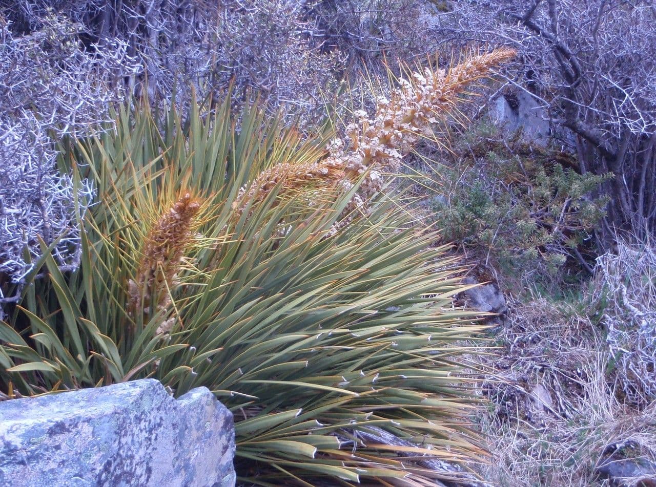 Aciphylla aurea 9