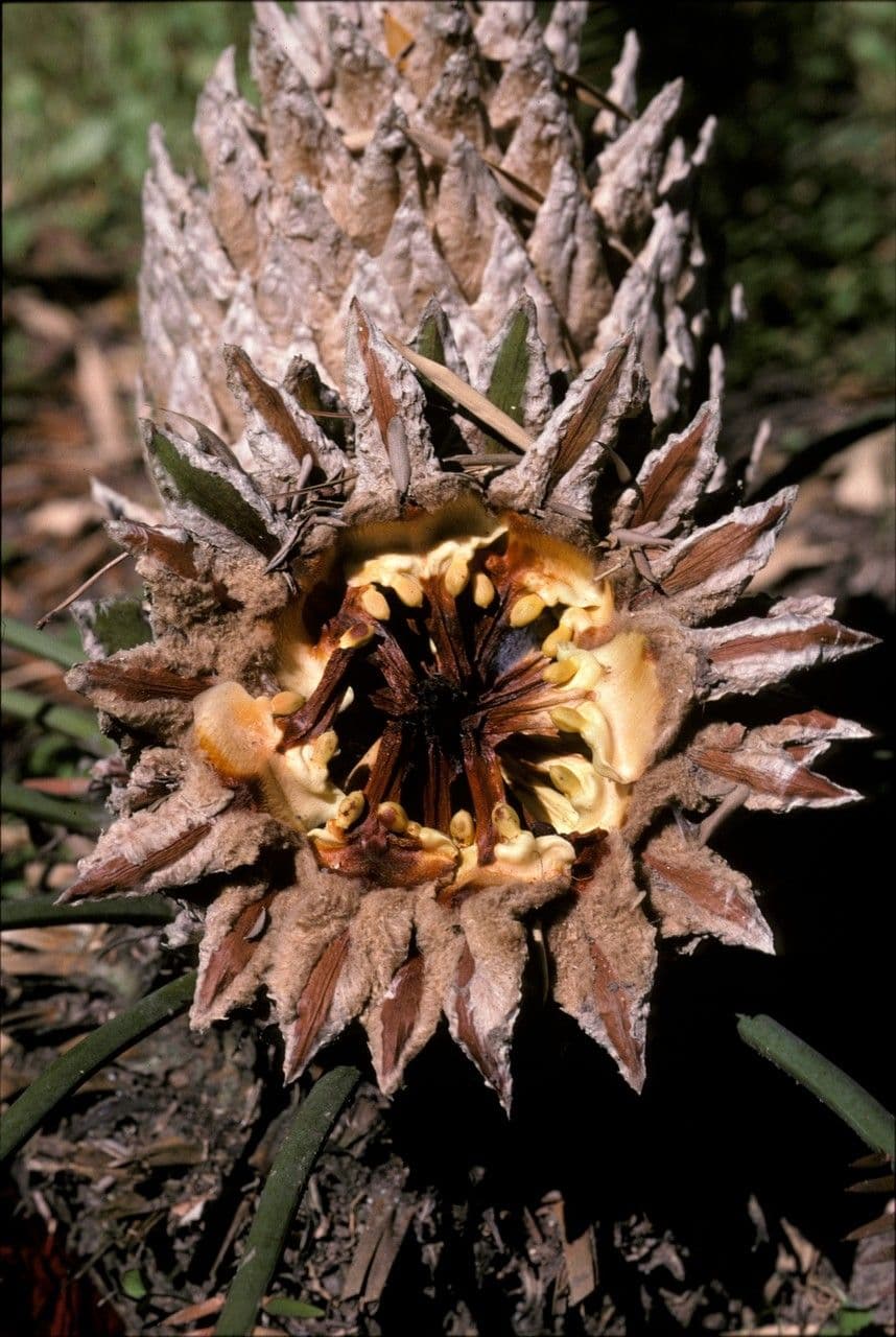 Dioon commestibile