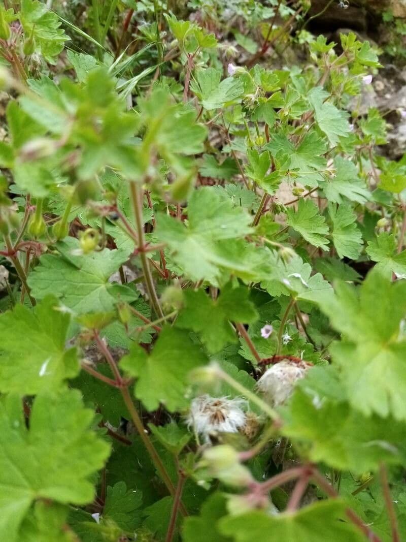 Geranium sibiricum 18