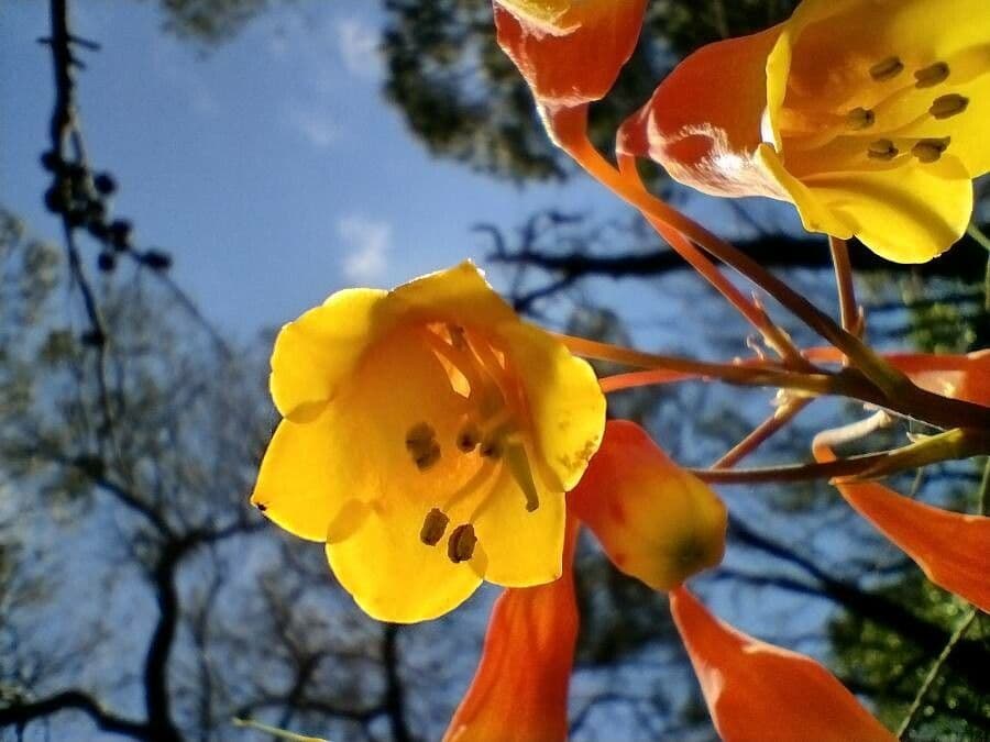 Blandfordia nobilis 4