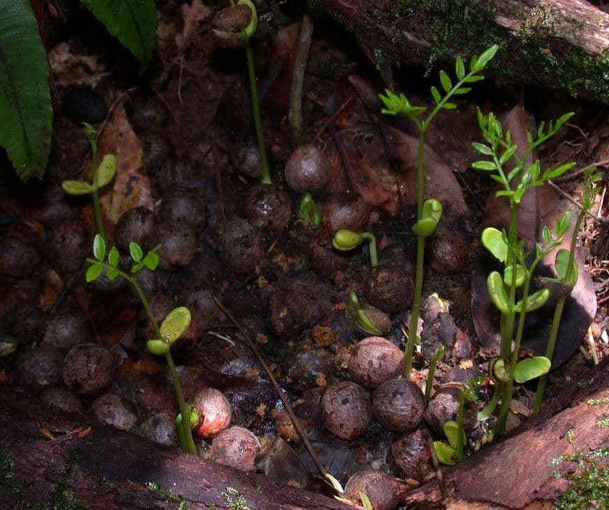 Simaruba amara 10