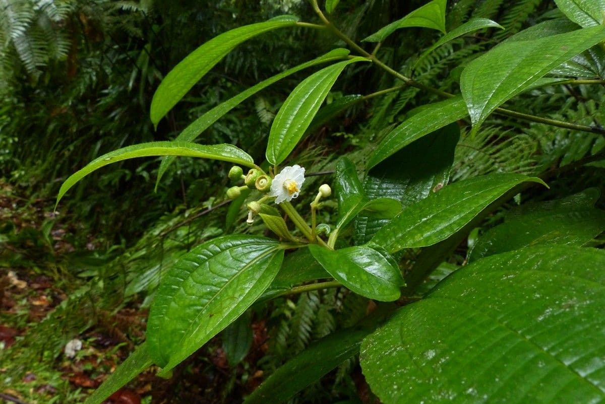 Miconia 4