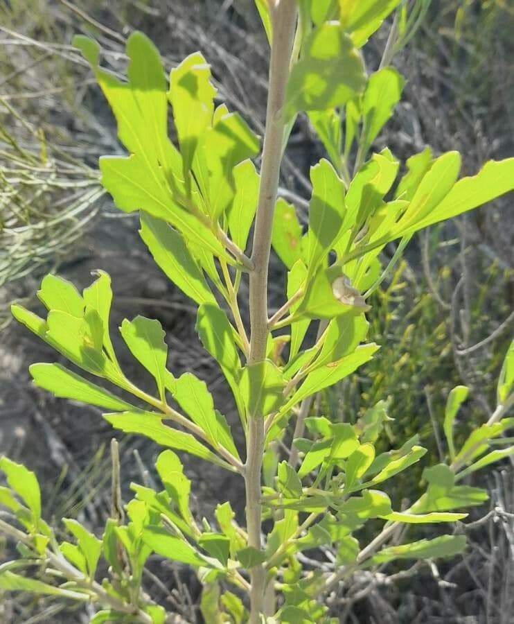 Tessaria 7