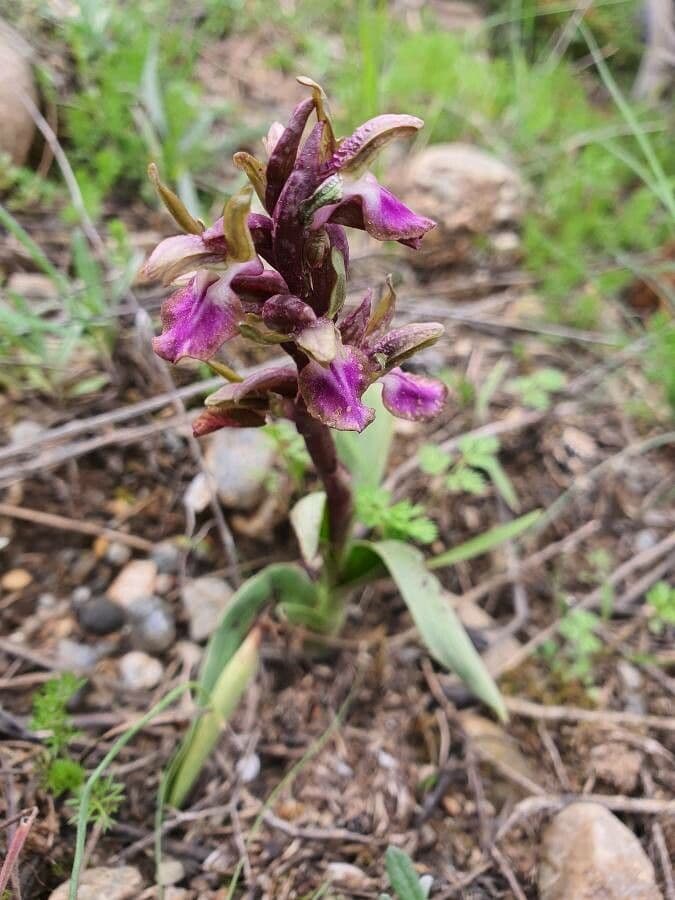 Orchide di collina 4
